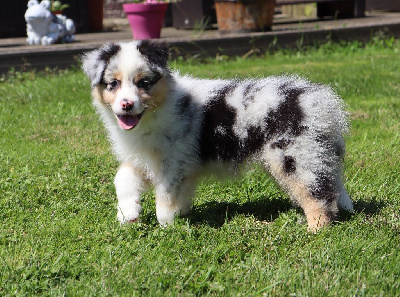 Les chiots de Berger Australien