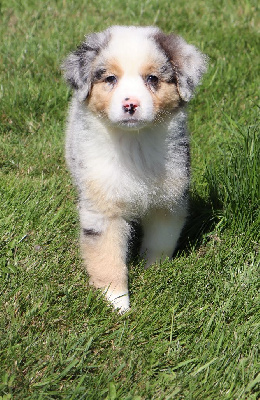 Les chiots de Berger Australien