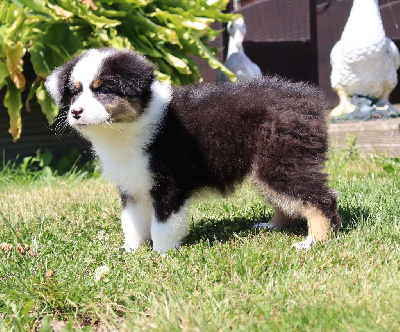 Les chiots de Berger Australien