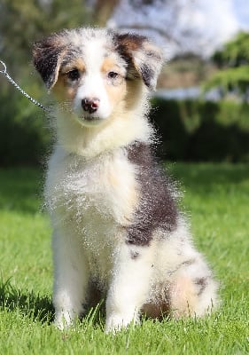 Les chiots de Berger Australien