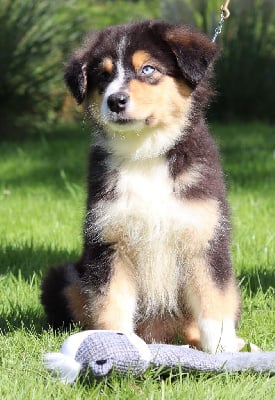 Les chiots de Berger Australien