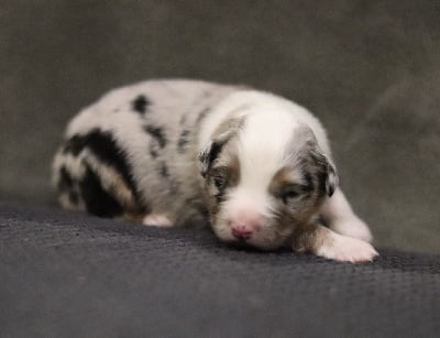 Les chiots de Berger Australien