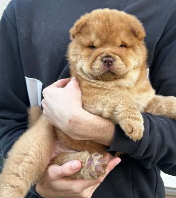 Les chiots de Chow Chow