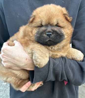 Les chiots de Chow Chow