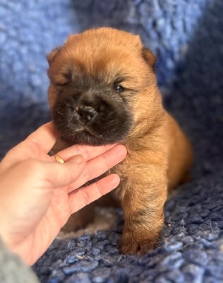 Les chiots de Chow Chow