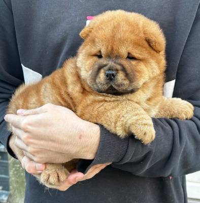 Les chiots de Chow Chow