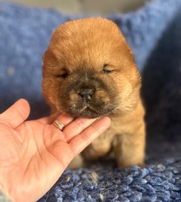 Les chiots de Chow Chow