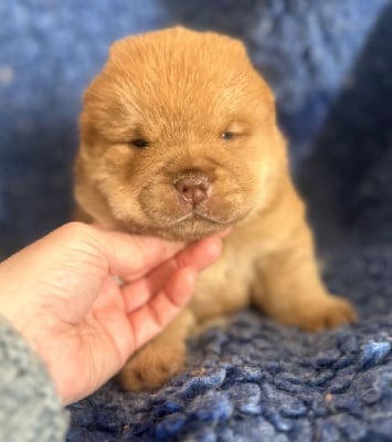 Les chiots de Chow Chow