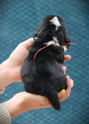 Les chiots de Basset Hound