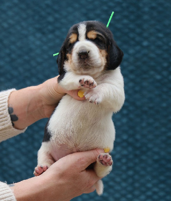 Les chiots de Basset Hound