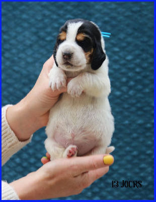 Les chiots de Basset Hound