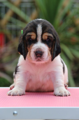 Les chiots de Basset Hound