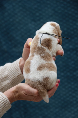 Les chiots de Basset Hound