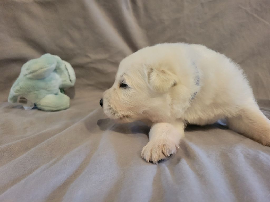 Collier bleu - Berger Blanc Suisse