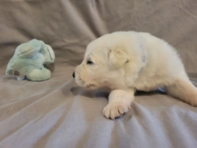 Les chiots de Berger Blanc Suisse