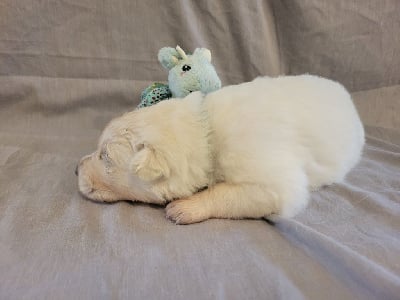 Les chiots de Berger Blanc Suisse