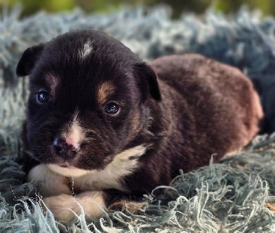 Les chiots de Berger Américain Miniature 