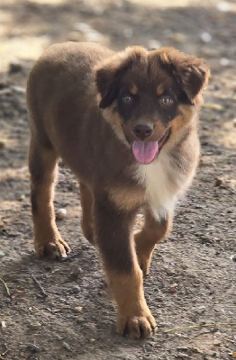 Les chiots de Berger Australien