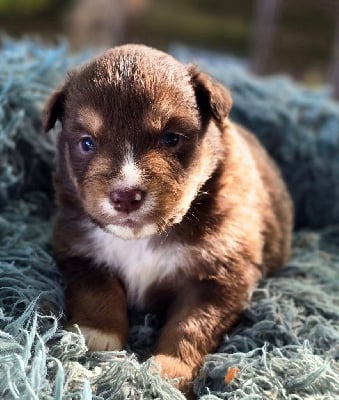 Les chiots de Berger Américain Miniature 