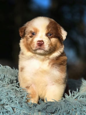 Les chiots de Berger Australien