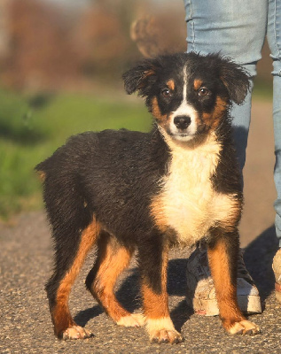 Les chiots de Berger Américain Miniature 