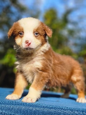 Les chiots de Berger Australien