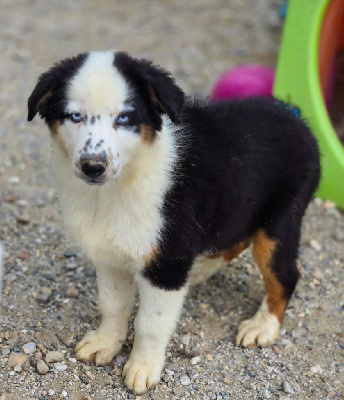 Les chiots de Berger Australien