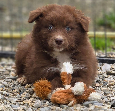 Les chiots de Berger Australien