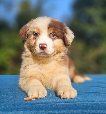 Les chiots de Berger Australien