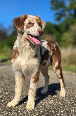 Les chiots de Berger Australien