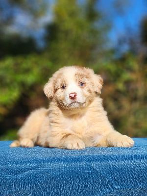 Les chiots de Berger Australien