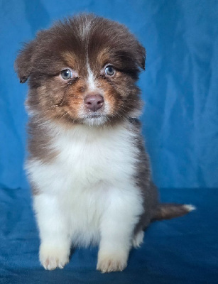 Les chiots de Berger Australien