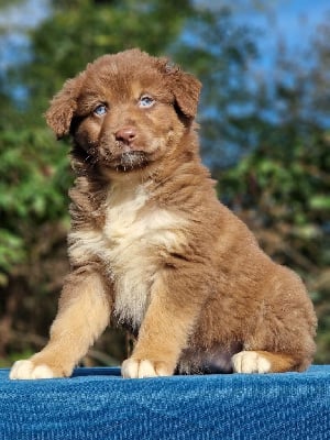 Les chiots de Berger Australien