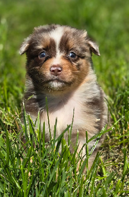 Les chiots de Berger Australien