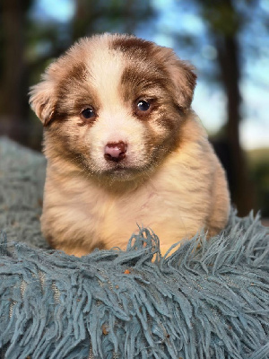 Les chiots de Berger Australien