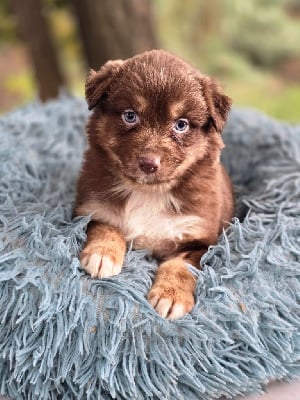 Les chiots de Berger Australien