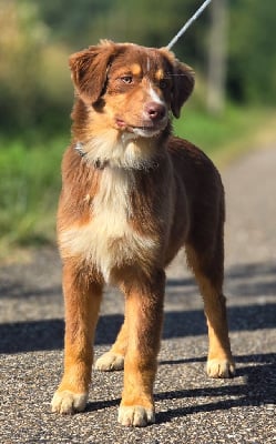 Les chiots de Berger Australien