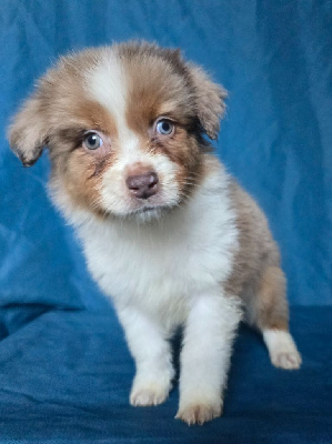 Les chiots de Berger Australien