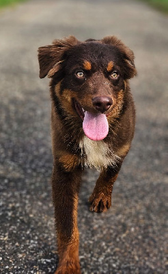 Les chiots de Berger Australien