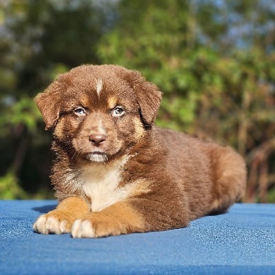 Les chiots de Berger Australien