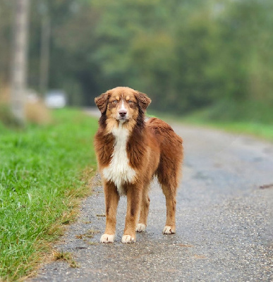 Les chiots de Berger Australien