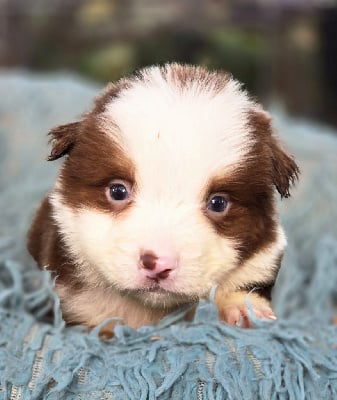 Les chiots de Berger Australien