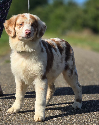 Les chiots de Berger Australien