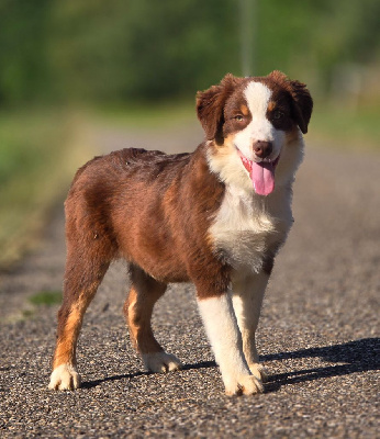 Les chiots de Berger Australien