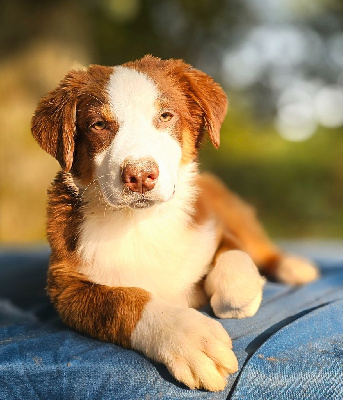 Les chiots de Berger Australien