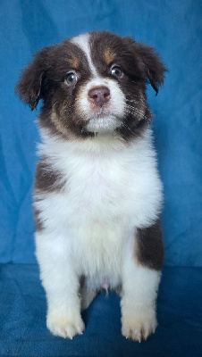 Les chiots de Berger Australien