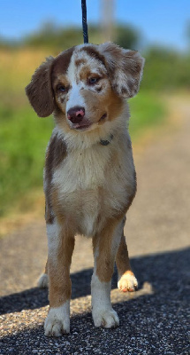 Les chiots de Berger Australien