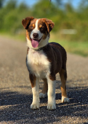 Les chiots de Berger Australien