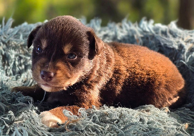 Les chiots de Berger Américain Miniature 