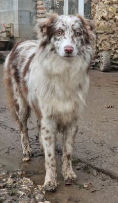 Les chiots de Berger Australien